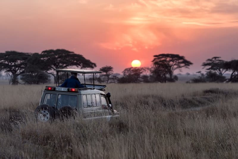 Elephants on the Laikipia plateau with Mount Kenya in the background