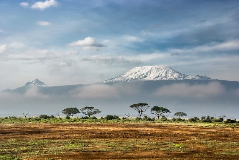 Dense montane forest with snow-capped mountain peak visible beyond the tree canopy