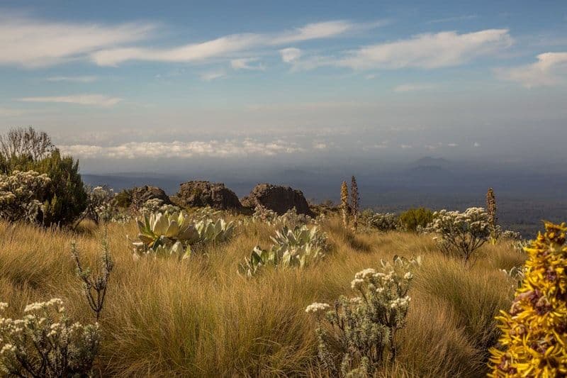 Open alpine moorland with wildflowers and Mount Kenya peaks in the distance